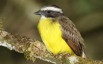 Social Flycatcher