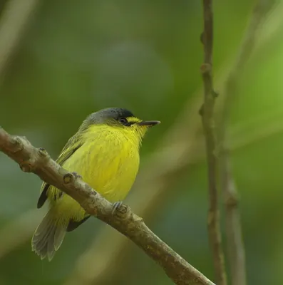 Yellow-lored Tody-Flycatcher