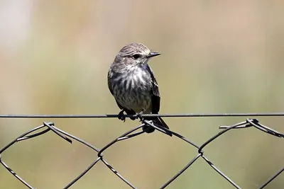 Scarlet Flycatcher