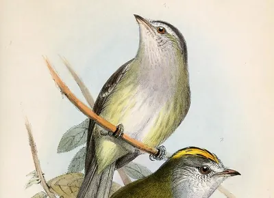 Guatemalan Tyrannulet