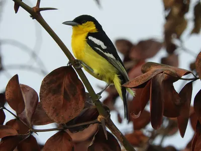 Common Iora