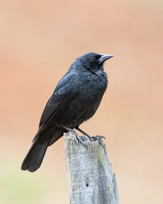 Chopi Blackbird