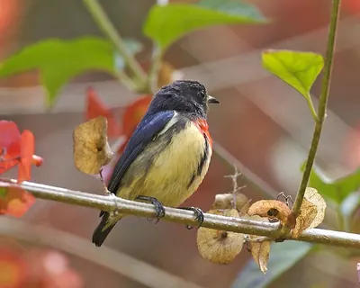 Blood-breasted Flowerpecker