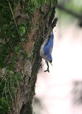 Sulphur-billed Nuthatch