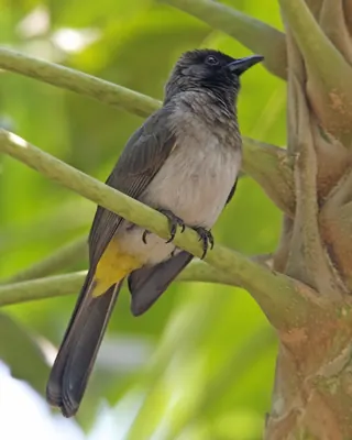 Dark-capped Bulbul