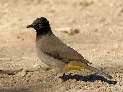 Red-eyed Bulbul