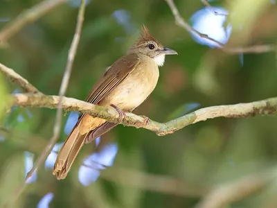 Ochraceous Bulbul