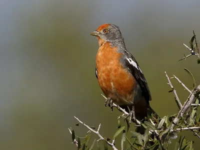 White-tipped Plantcutter