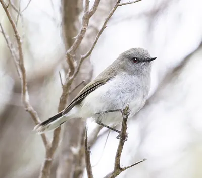 Grey Warbler