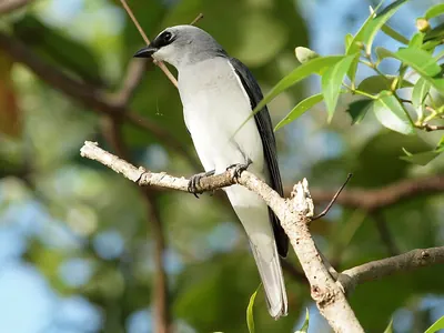 White-bellied Cuckoo-shrike