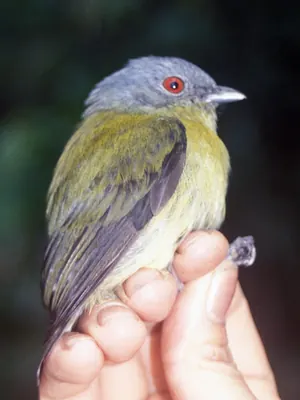 White-crowned Manakin