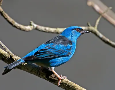 Blue Dacnis