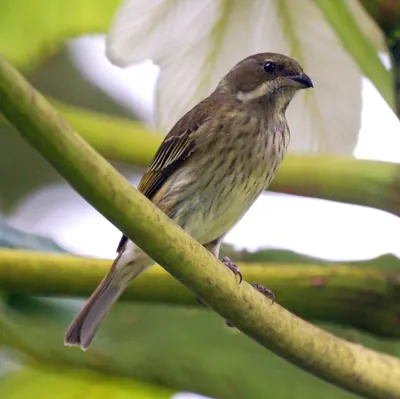 Puerto Rican Spindalis