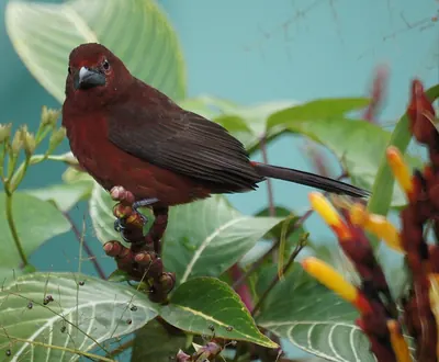 Silver-beaked Tanager