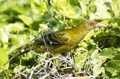 Green Oriole