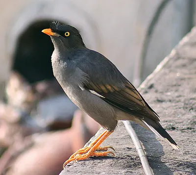Jungle Myna