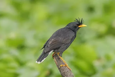 White-vented Myna