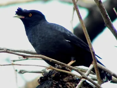 Crested myna
