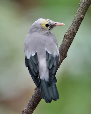 Wattled Starling