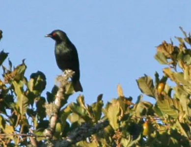 Short-tailed Starling