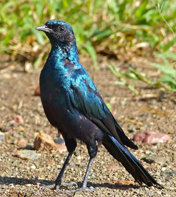 Burchell's Starling