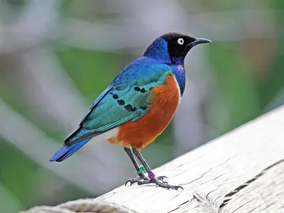 Superb Starling