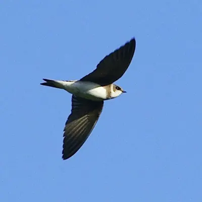 Sand Martin