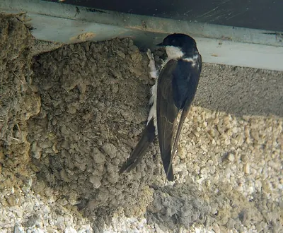 Common House Martin
