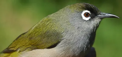 Réunion Olive White-eye