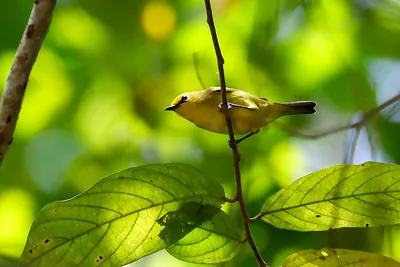 Pemba White-eye