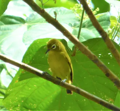 Vanuatu White-eye
