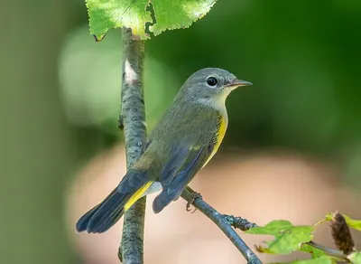 American Redstart