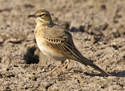 Tawny Pipit