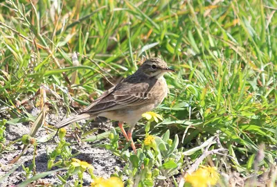 African Pipit
