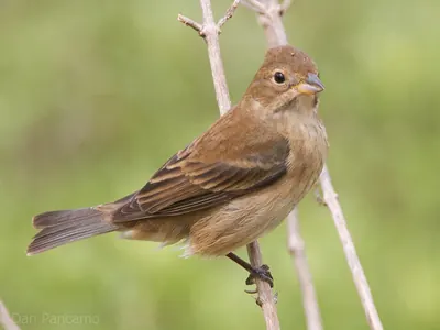Indigo Bunting