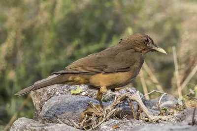 Clay-coloured Thrush