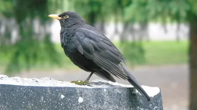 Blackbird
