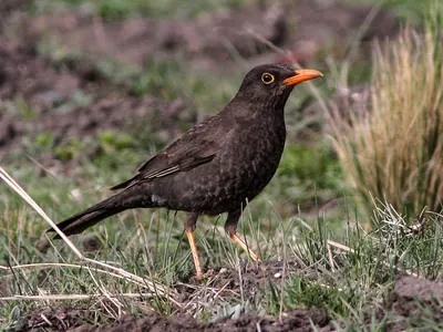 Chiguanco Thrush