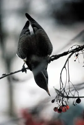 Fieldfare