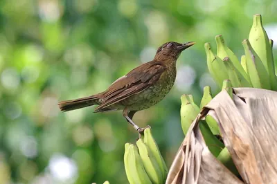 Sao Tome Thrush