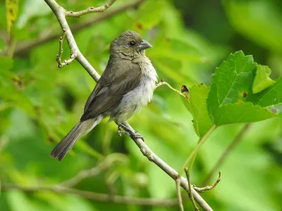 Yellow-bellied Seedeater