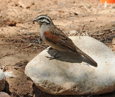 Cape Bunting