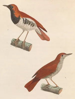 Ryukyu Robin