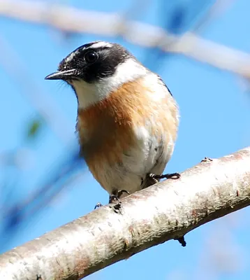 Réunion Stonechat