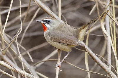 Siberian Rubythroat