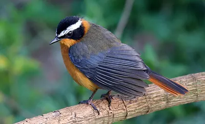 Heuglin's Robin