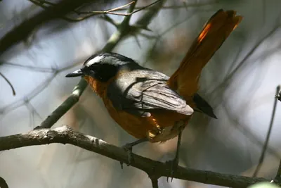 Rüppell's Robin-Chat