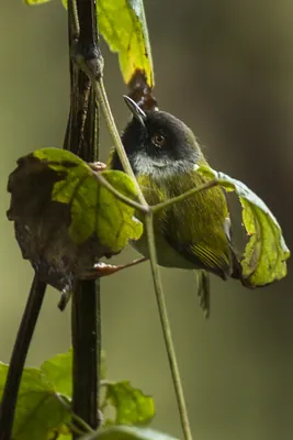 Black-faced Apalis