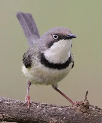 Bar-throated Apalis