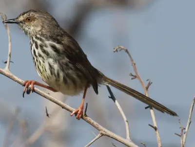 Karoo Prinia